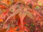 FZ009421 Red Acer leave.jpg